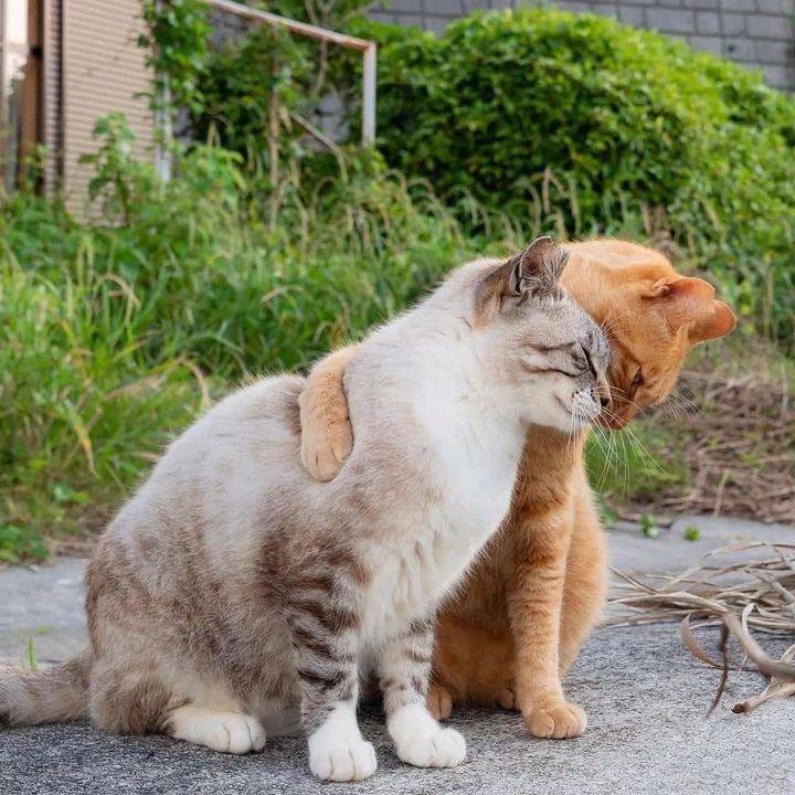 #猫猫头 相亲相爱 💓from 吃瓜中心#猫猫头 相亲相爱 💓from 吃瓜中心