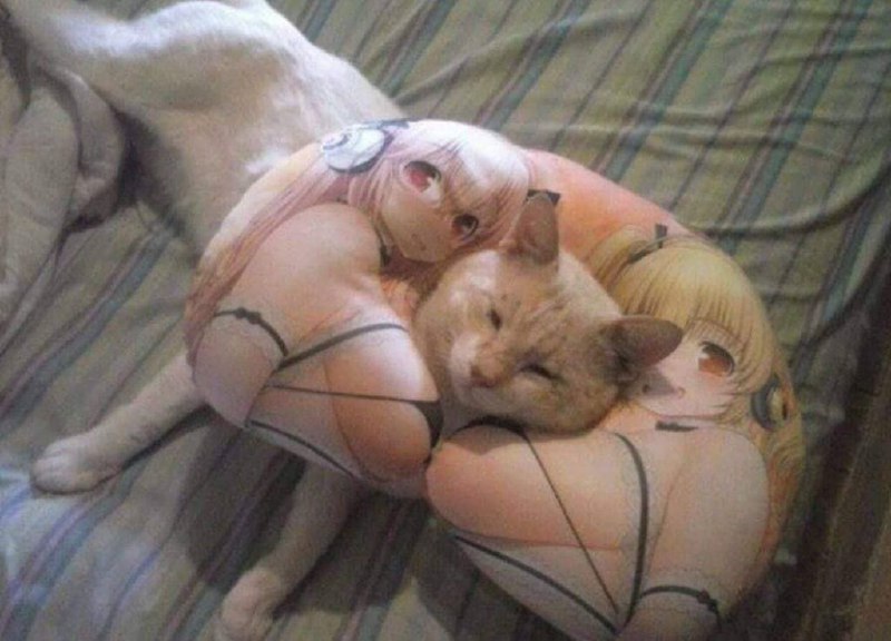 from 猫猫窝🐈🐈‍⬛️