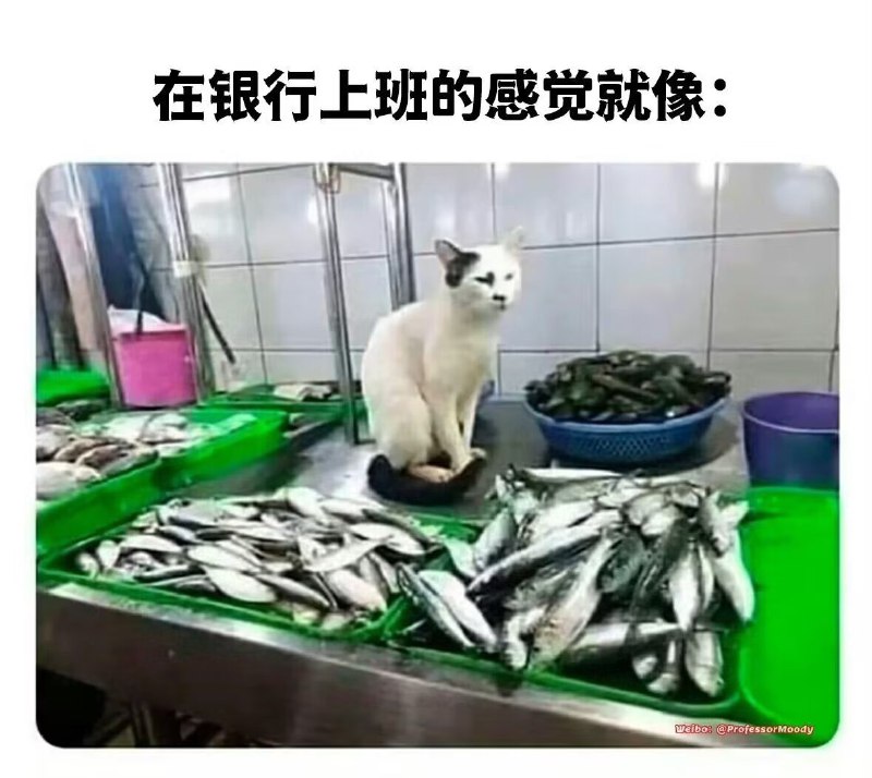 from 猫猫窝🐈🐈‍⬛