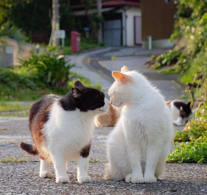 #猫猫头 相亲相爱 💓from 吃瓜中心#猫猫头 相亲相爱 💓from 吃瓜中心