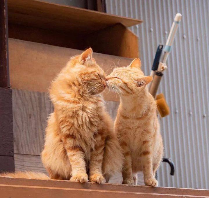 #猫猫头 相亲相爱 💓from 吃瓜中心#猫猫头 相亲相爱 💓from 吃瓜中心