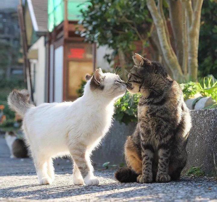 #猫猫头 相亲相爱 💓from 吃瓜中心#猫猫头 相亲相爱 💓from 吃瓜中心