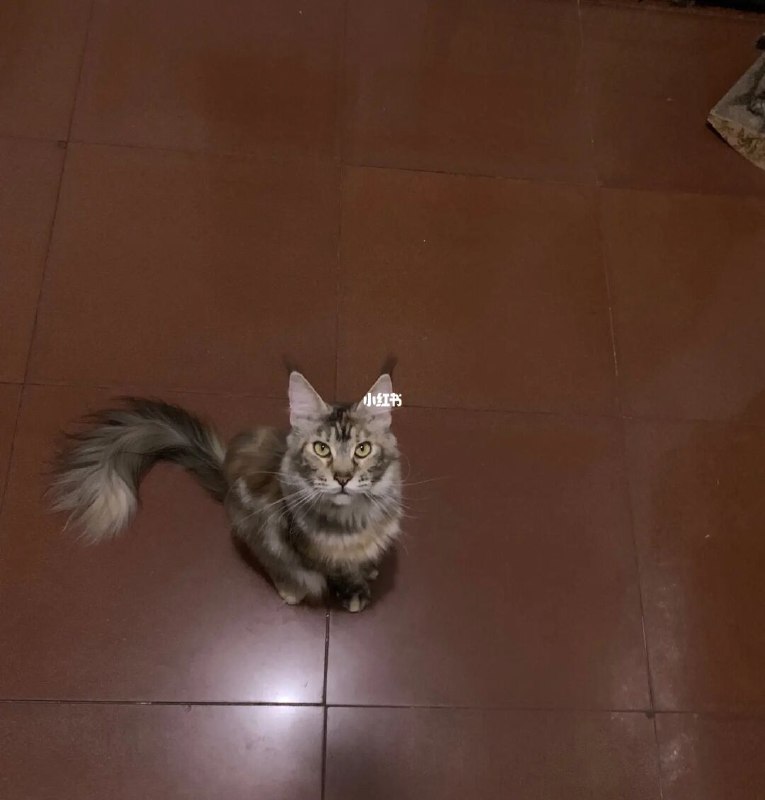 我去派出所保释了我的猫说出来我自己的不信[微笑R]到派出所门口，人问干啥的“我的猫被……被抓来了” 他给我一个了然的眼神遂带着我去里边盘问一番午休时间的值班人员们故技重施问我干啥所有值班人员嘴角上扬我第一次深刻的知道什么叫尴尬而不失礼貌的微笑然后看到了 特制纸箱单猫牢房里的哈喜我速度装上逃离这个星球[微笑R]from 小红书一瞥我去派出所保释了我的猫说出来我自己的不信[微笑R]到派出所门口，人问干啥的“我的猫被……被抓来了” 他给我一个了然的眼神遂带着我去里边盘问一番午休时间的值班人员们故技重施问我干啥所有值班人员嘴角上扬我第一次深刻的知道什么叫尴尬而不失礼貌的微笑然后看到了 特制纸箱单猫牢房里的哈喜我速度装上逃离这个星球[微笑R]from 小红书一瞥