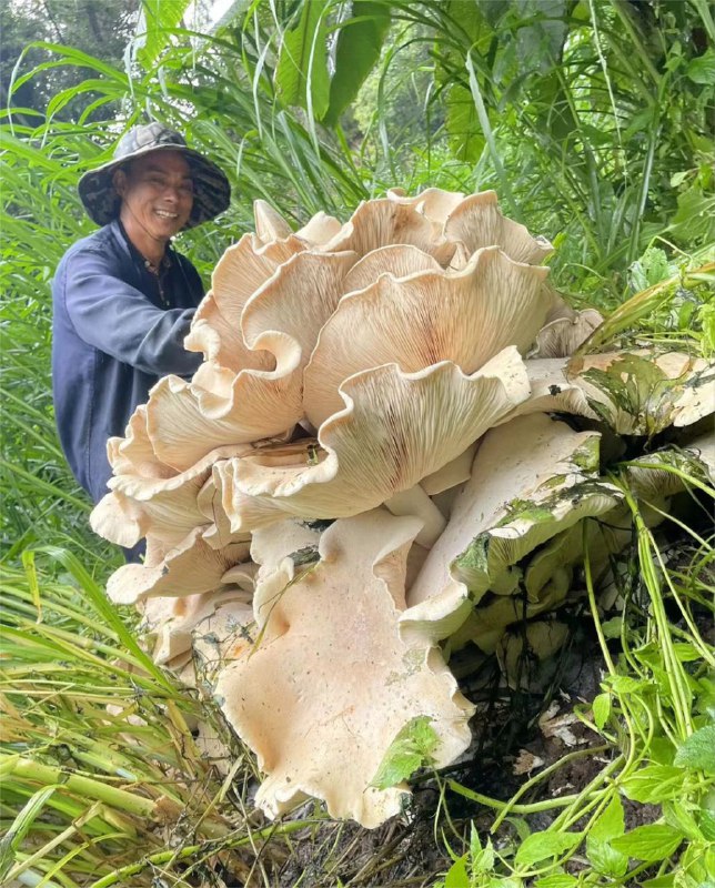 云南昌宁发现100斤重巨型野生菌 村干部