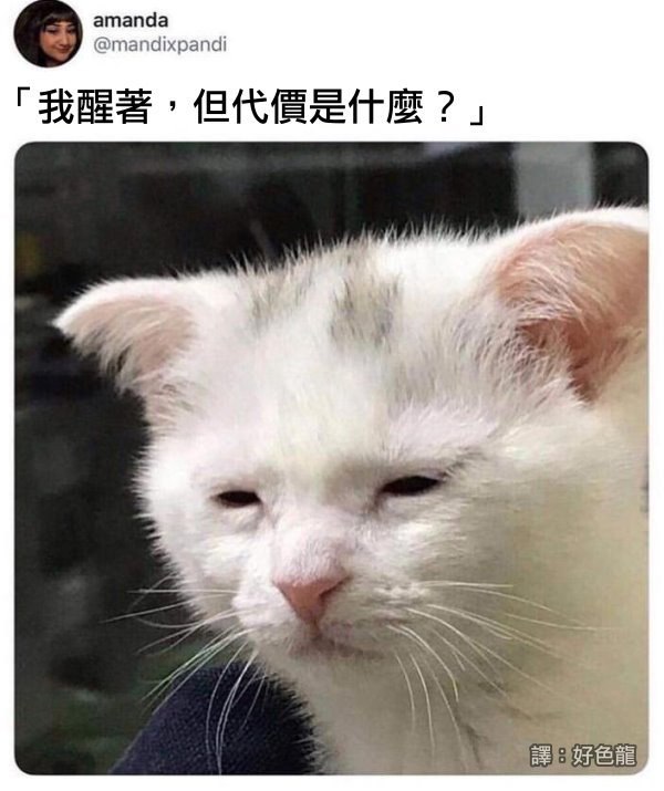 from 猫猫窝🐈🐈‍⬛️