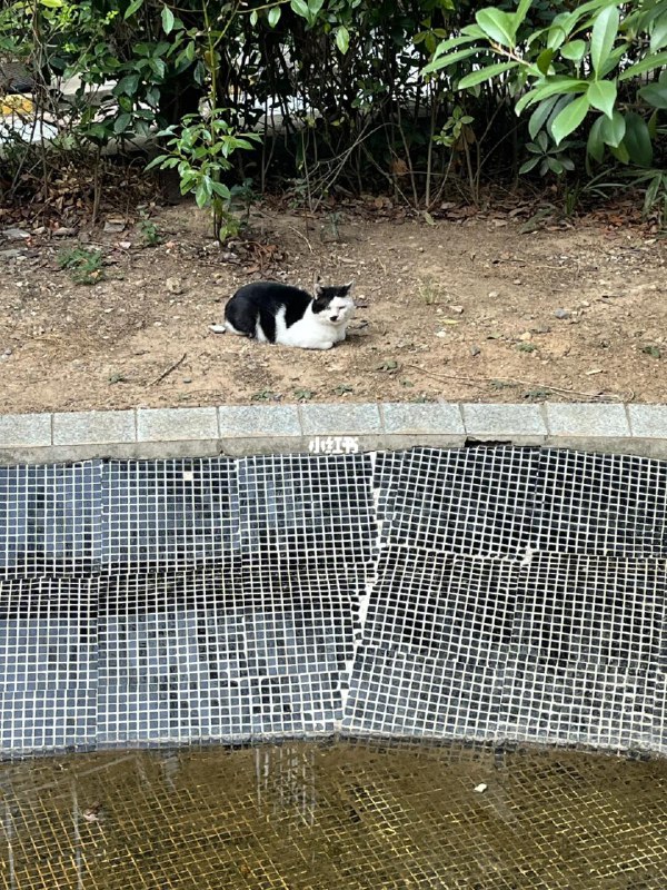 好像有德国人转生到我们小区了……以为是普普通通奶牛猫，准备凑过去亲近一番，结果吓我一跳🤯#落榜美术生 #我到河北省来from 小红书一瞥 via Shigure