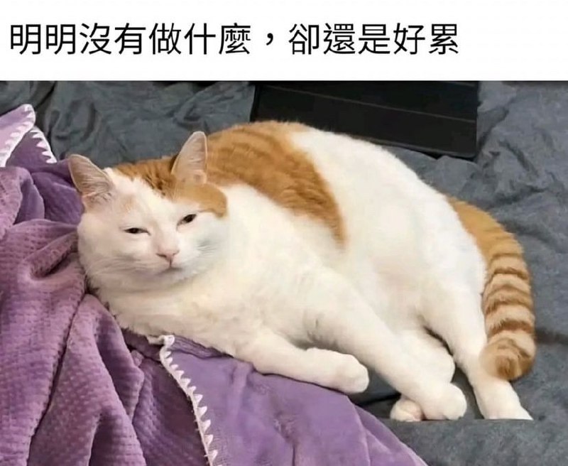 from 猫猫窝🐈🐈‍⬛️