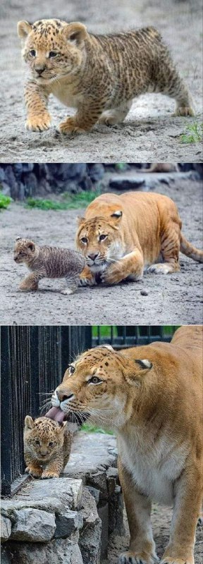 from Big cats