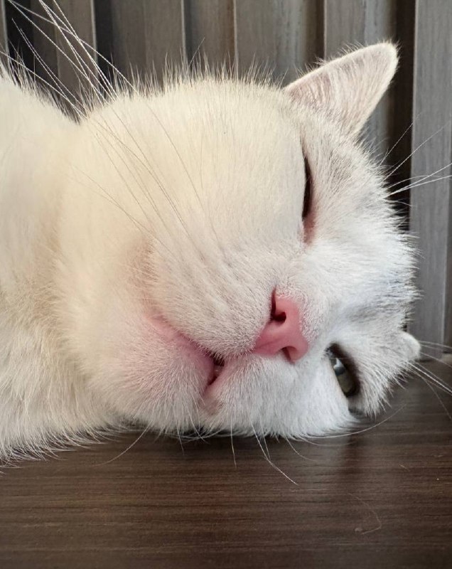 Состояниеfrom Бляцкие коты