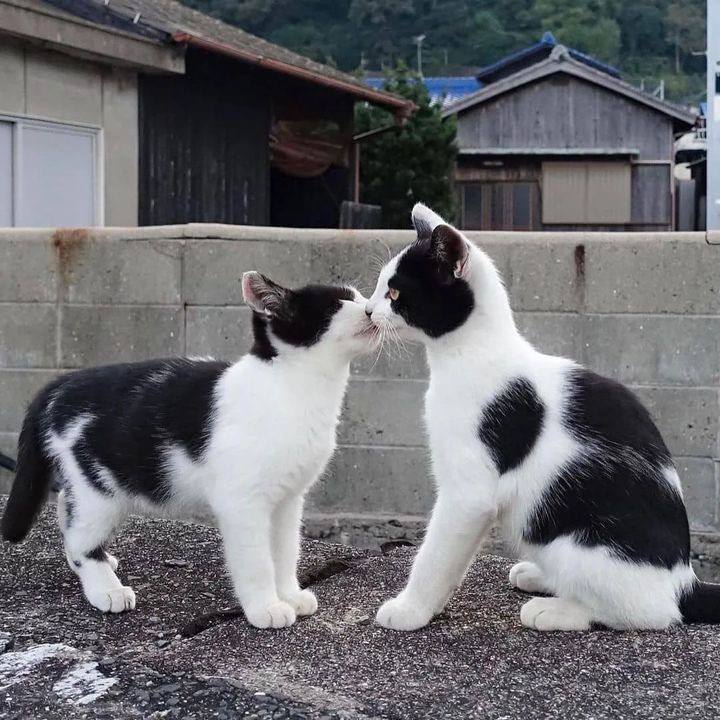 #猫猫头 相亲相爱 💓from 吃瓜中心#猫猫头 相亲相爱 💓from 吃瓜中心