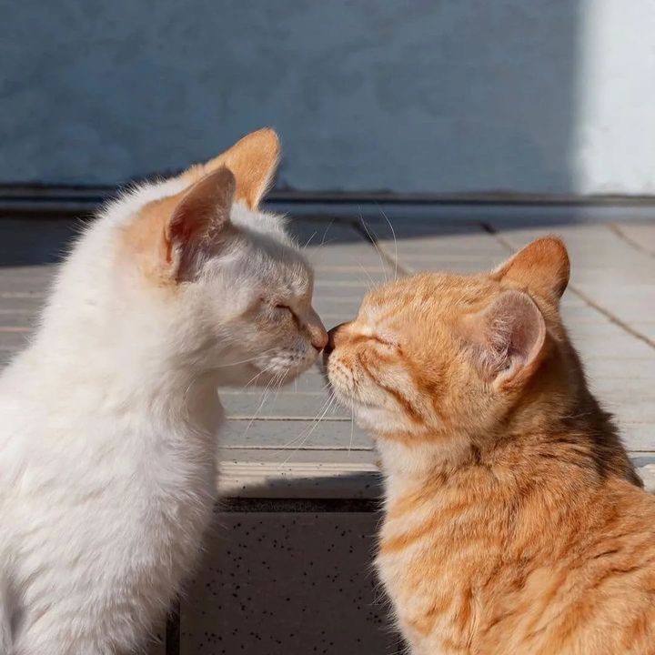 #猫猫头 相亲相爱 💓from 吃瓜中心#猫猫头 相亲相爱 💓from 吃瓜中心