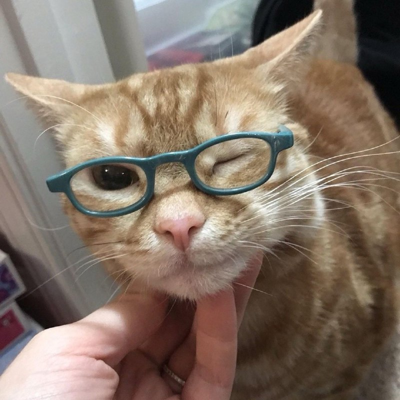 from 猫猫窝🐈🐈‍⬛️
