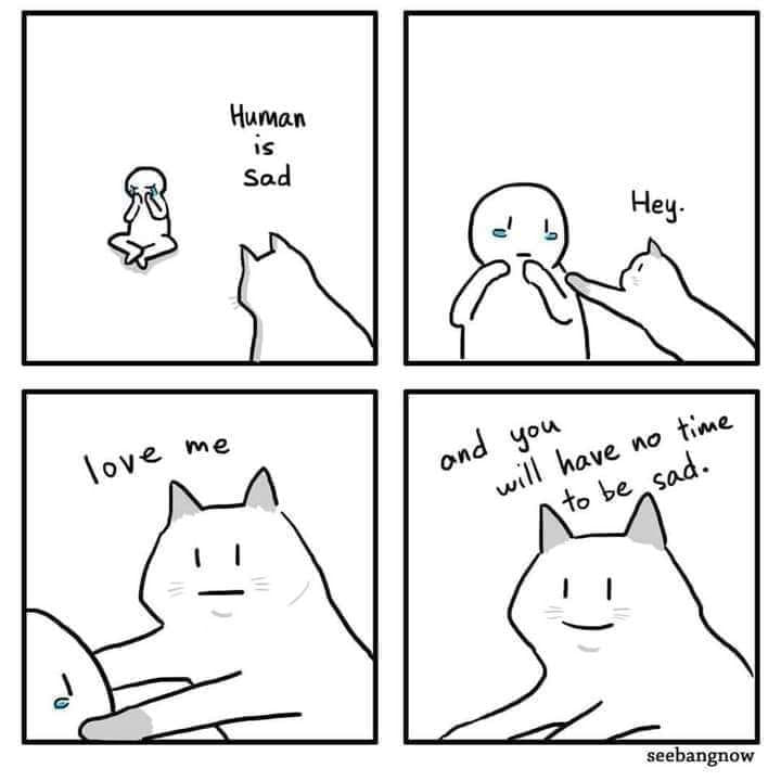 from Roumd Cats and Memes
