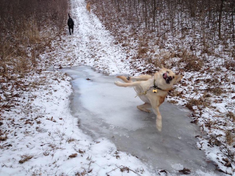 from Puppers and Borks via DECADE