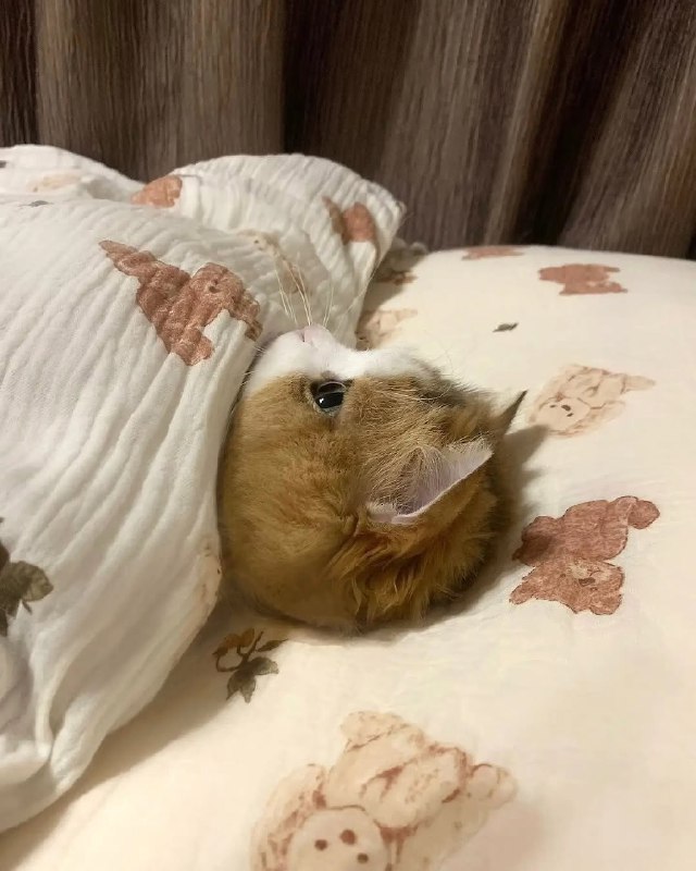 #猫猫  你们上班吧，猫猫睡觉了from 开源社区#猫猫  你们上班吧，猫猫睡觉了from 开源社区