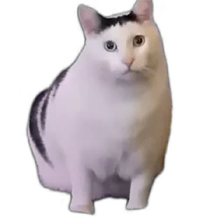 Video Sticker