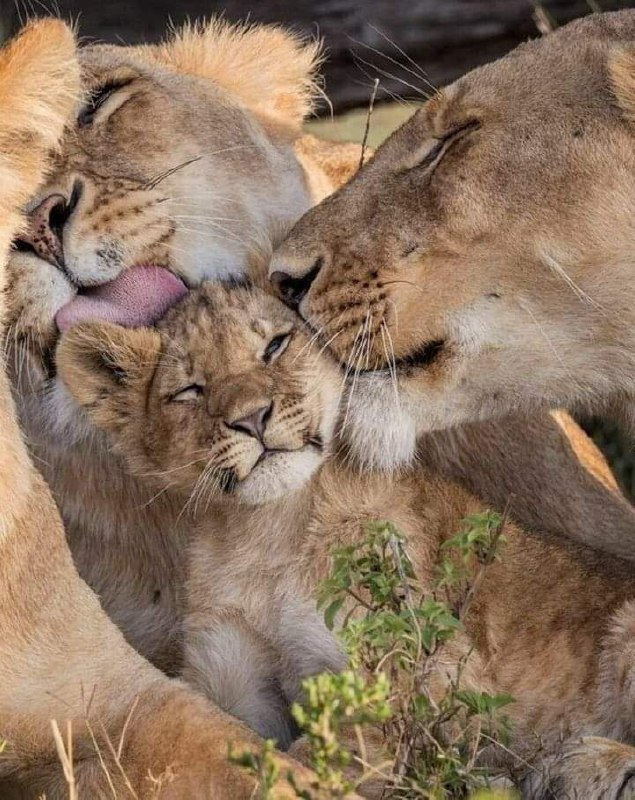 from Big cats