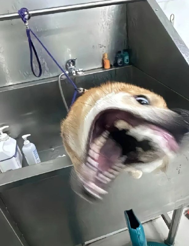 很可爱的小狗，大家可以摸摸它（