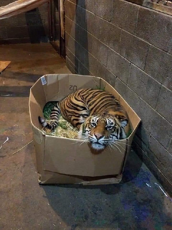 まるお2号🇯🇵（羊の皮を被った猫）