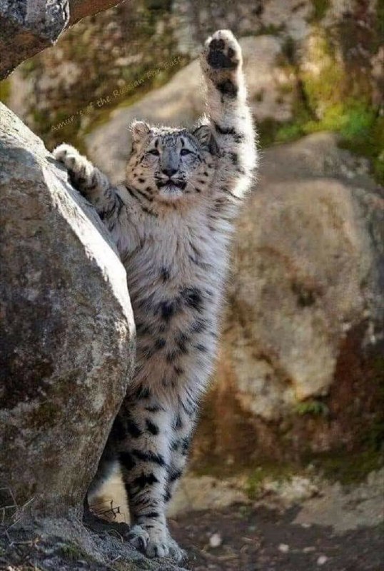 from Big cats via cfddfj