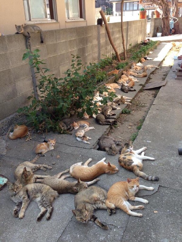 from 猫猫窝🐱