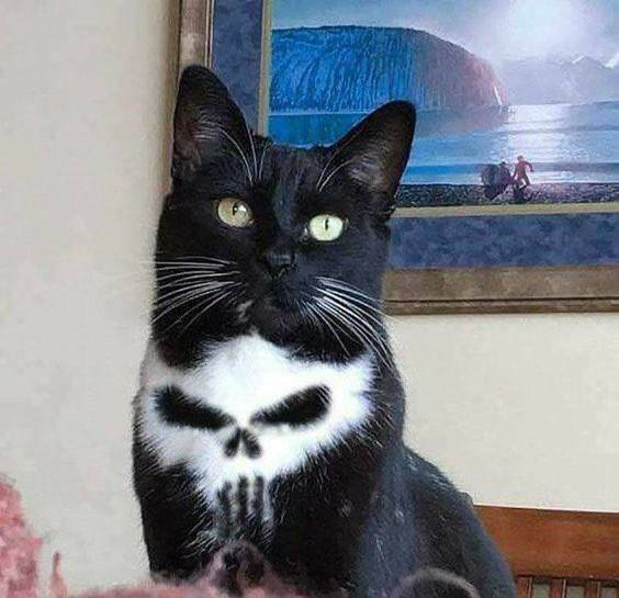 鬼猫from 猫猫窝🐈🐈‍⬛️
