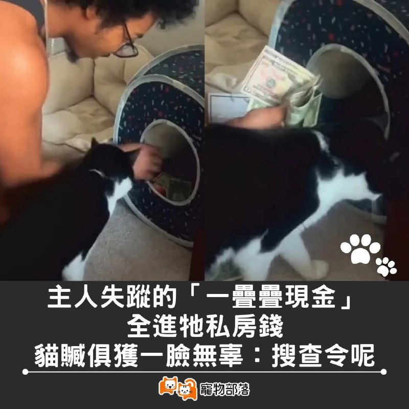 貓