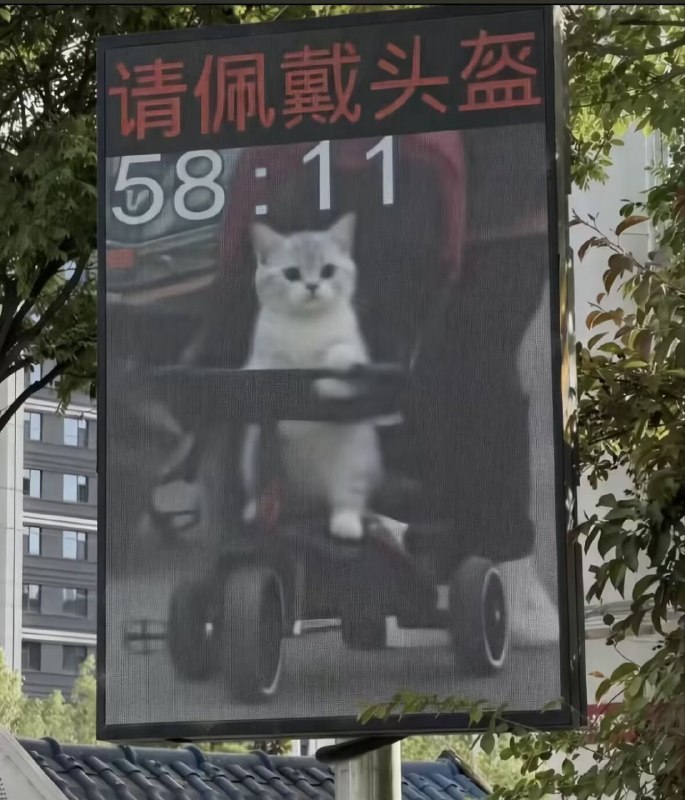 🐱