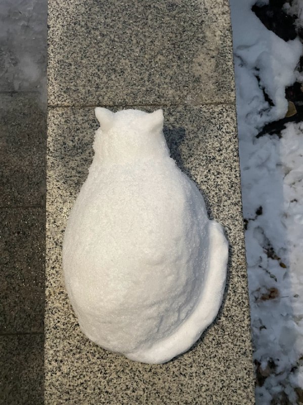 #猫猫 ⛄️from 平壤卫视#猫猫 ⛄️from 平壤卫视
