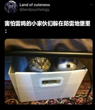 猫猫meme整合from 猫猫窝🐈🐈‍⬛️猫猫meme整合from 猫猫窝🐈🐈‍⬛️