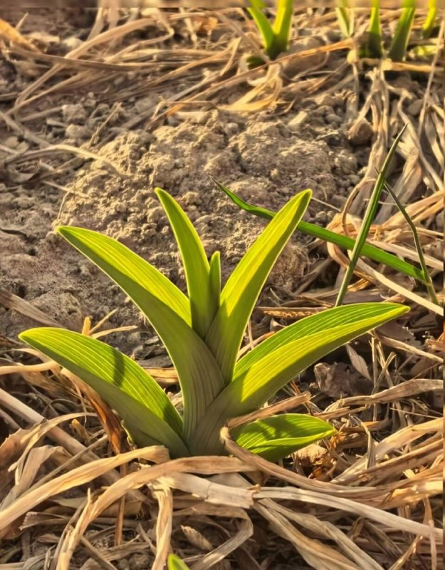 via my nbklsvia my nbkls