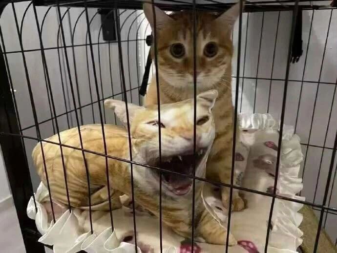 猫
