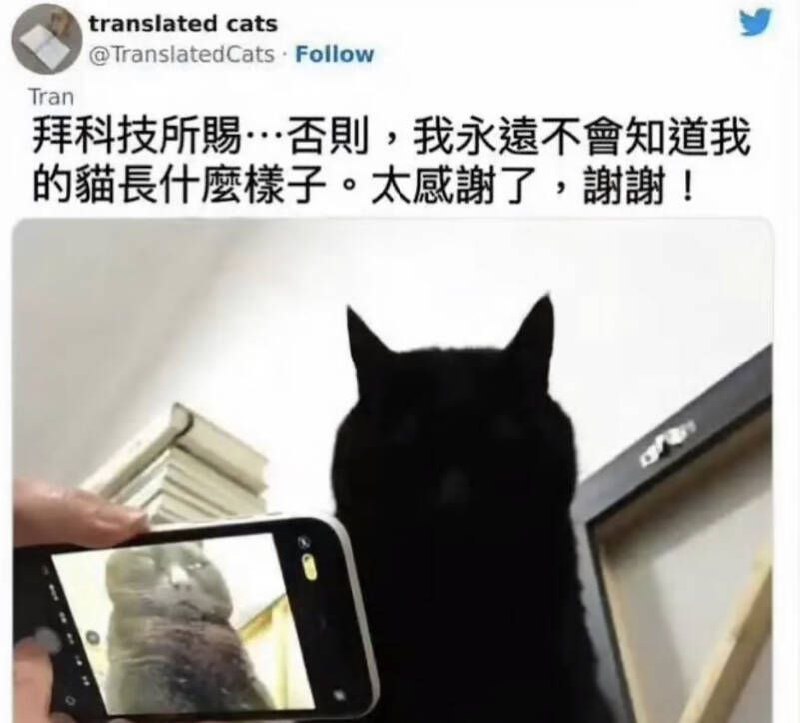 from 猫猫窝🐱from 猫猫窝🐱