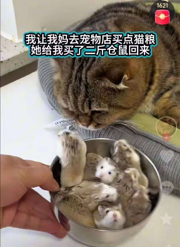 猫粮