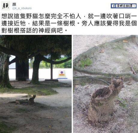 from 猫猫窝🐈🐈‍⬛from 猫猫窝🐈🐈‍⬛