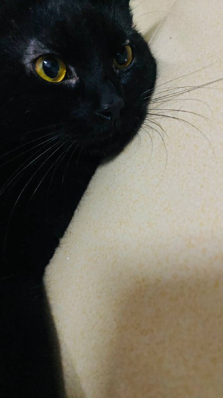 忧郁猫猫via カロス イ忧郁猫猫via カロス イ