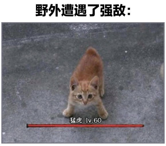 猫猫meme整合from 猫猫窝🐈🐈‍⬛️猫猫meme整合from 猫猫窝🐈🐈‍⬛️