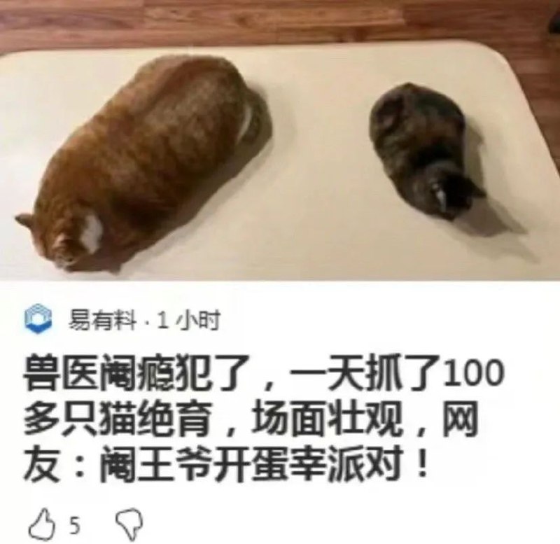 from 猫生万