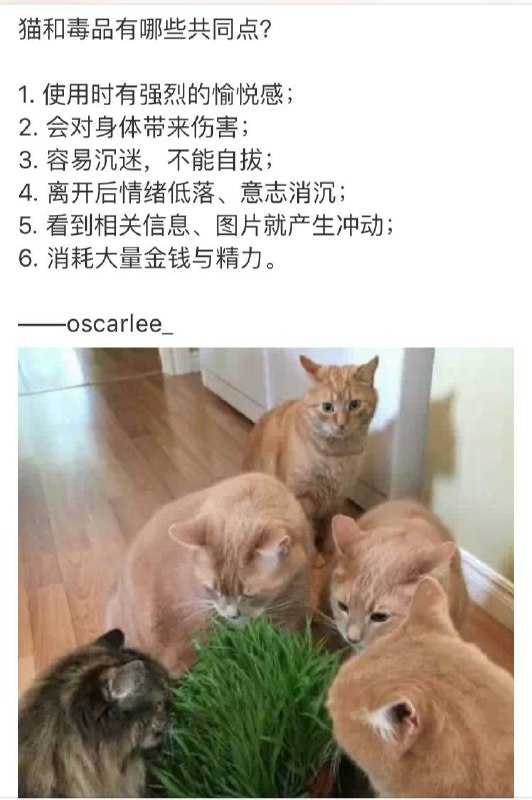 from 猫猫窝🐈🐈‍⬛from 猫猫窝🐈🐈‍⬛