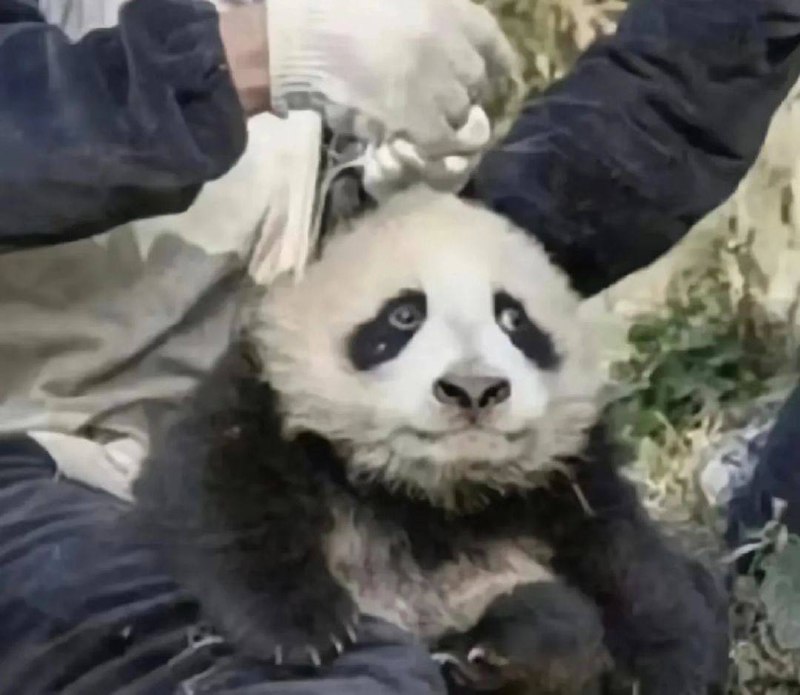 via 犯罪嫌疑人张某via 犯罪嫌疑人张某