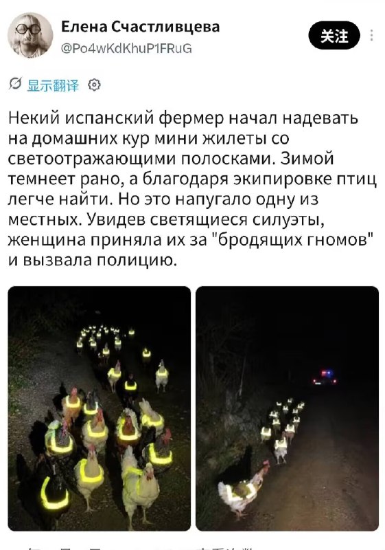一位西班牙农民开始给家里的鸡穿上带有反光条纹的迷你马甲