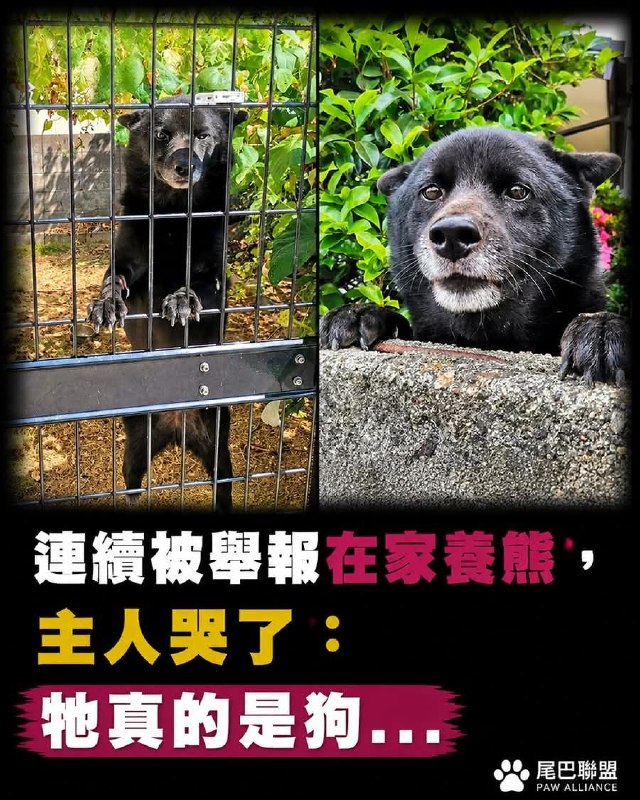 一臉熊樣from 廣告狗死媽 via DECADE