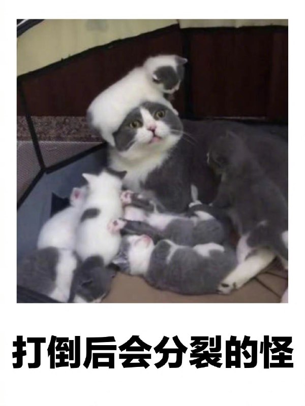 from 猫猫窝🐈🐈‍⬛️