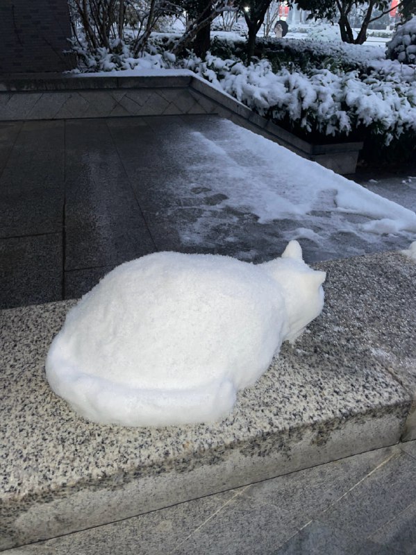 #猫猫 ⛄️from 平壤卫视#猫猫 ⛄️from 平壤卫视
