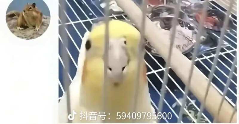鸟