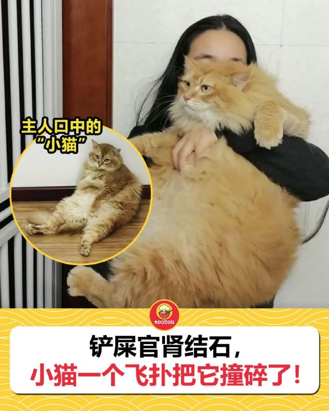 “小”貓from 發點囧圖 via DECADE