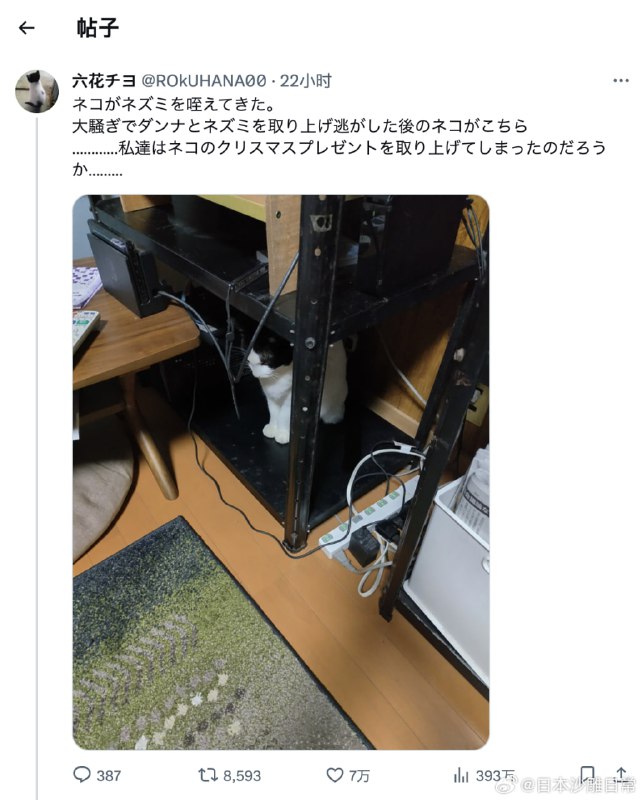 猫猫叼来了一只老鼠