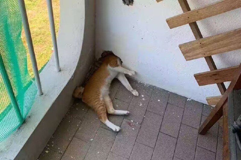 via 芝士猫via 芝士猫
