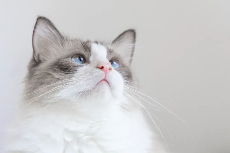 猫猫祝你今天好心情from 猫猫窝🐱猫猫祝你今天好心情from 猫猫窝🐱