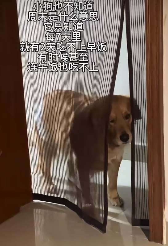 Q_Z